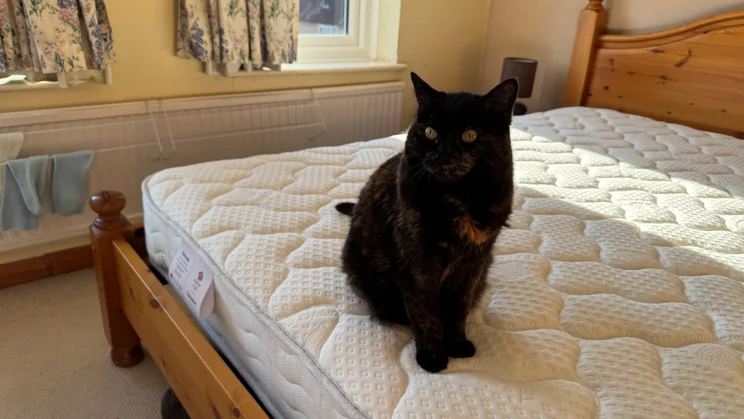 Dreams Dream Team Romsey Pocket Sprung Mattress review beautiful black cat on the edge of the mattress
