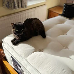 Happy Beds The Annabel 2000 Pocket Spring Natural Pillowtop mattress - cat on mattress!