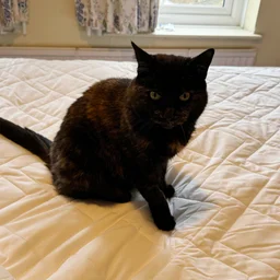 Simba Performance Mattress Protector - cat sitting on protector