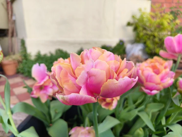 Close-up shot of a pink flower