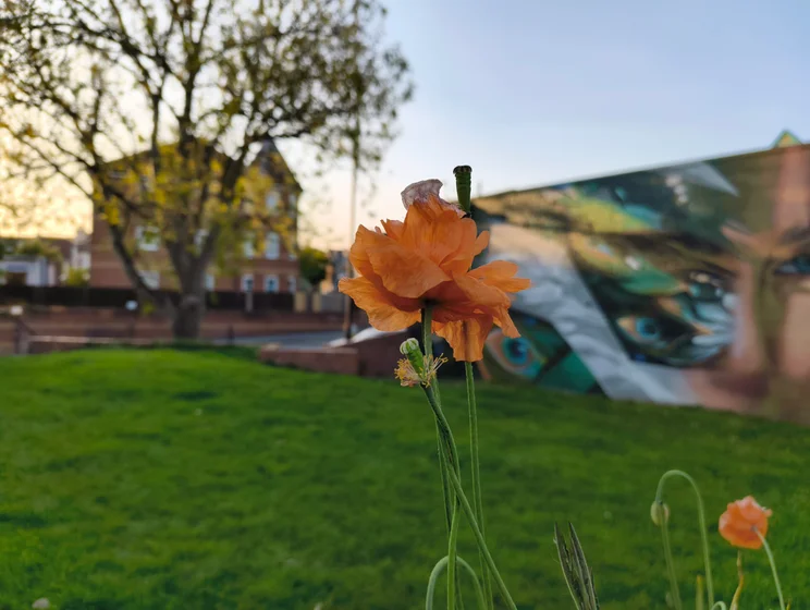 Close-up shot of an orange flower