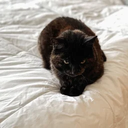 A cat lying on top of the Dreamland Love Mornings Heated Duvet