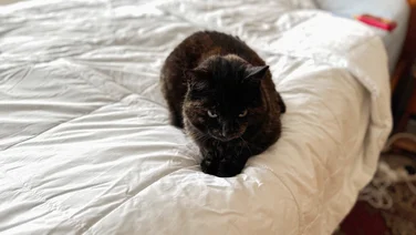 A cat lying on top of the Dreamland Love Mornings Heated Duvet