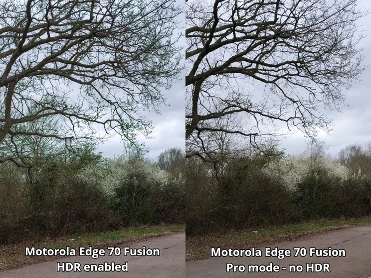 Comparison shot of trees with HDR on and off