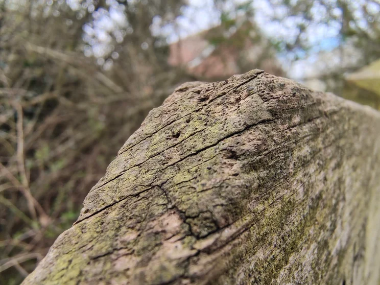 Close-up shot of wood