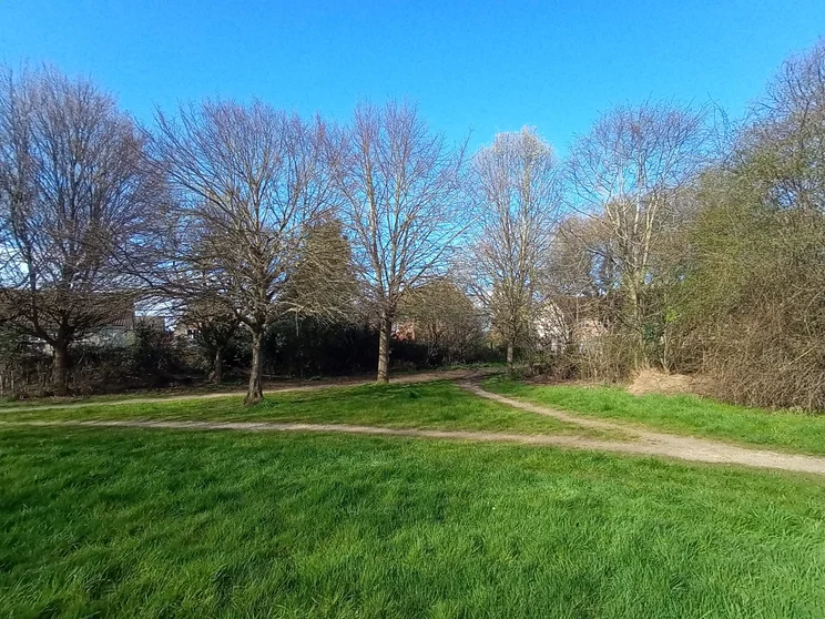 Wide-angle shot of trees in a meadow