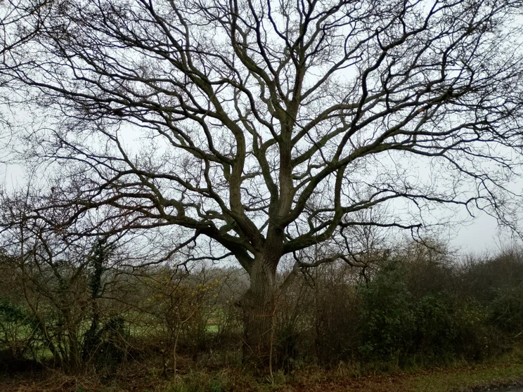 A bare winter tree surrounded by hedgerows