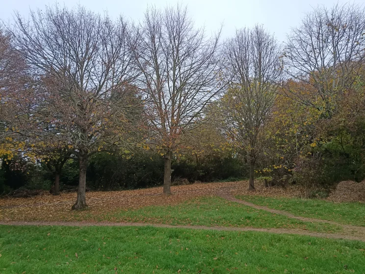 Bare trees in a meadow