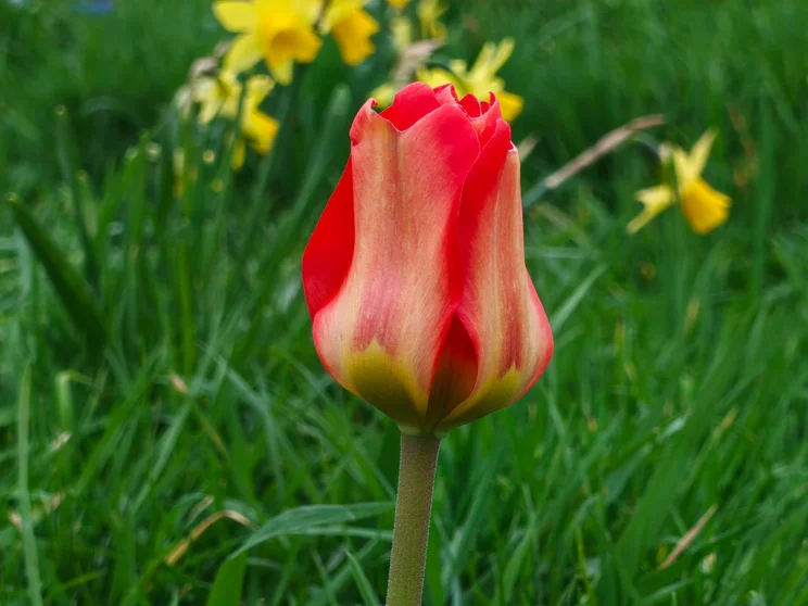 Close-up zoom of orange flower