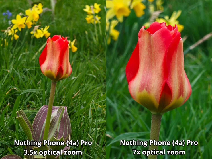 Zoom comparison shot of the same flower