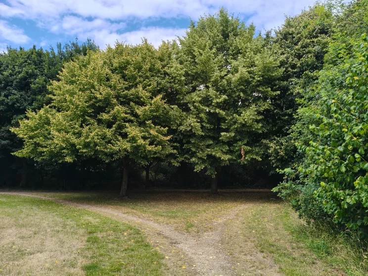 A dirt path splitting in front of a group of trees