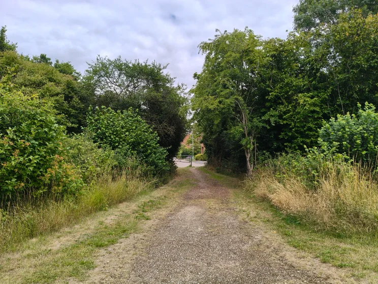 A dirt path leading between two copses of trees