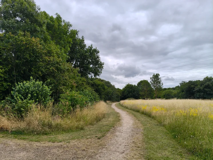 A dirt path leading alongside a meadow with trees on the left