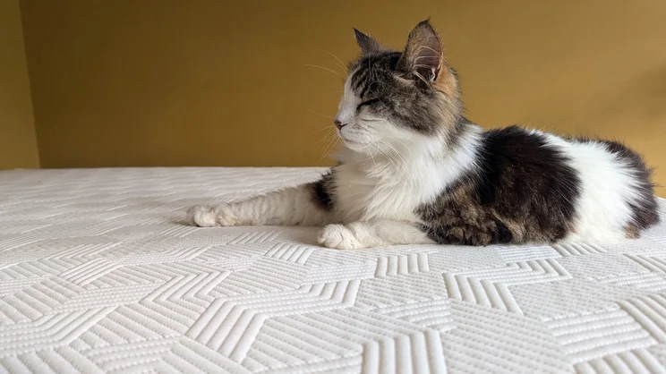 A cat lying on the Panda Hybrid Bamboo mattress