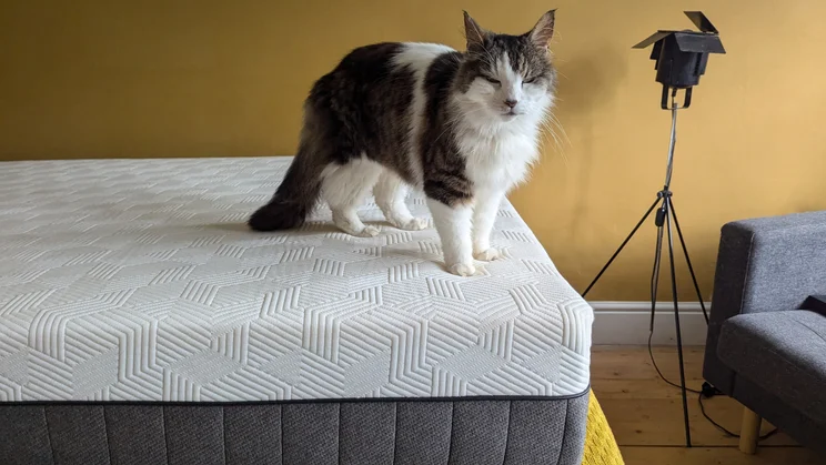 The Panda Hybrid Bamboo mattress, with a cat standing on top
