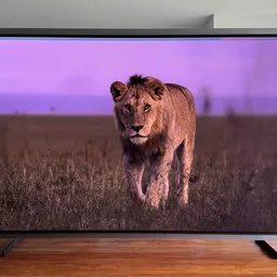 Front view of the Samsung S99H quantum dot OLED TV displaying a picture of a lion