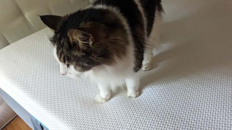 simba-hybrid-pro_mattress-review_mattress2 cat on mattress