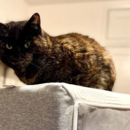A cat sitting on top of the TEMPUR EASE mattress
