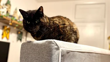 A cat sitting on top of the TEMPUR EASE mattress