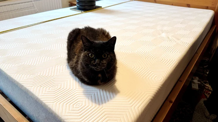 The TEMPUR EASE mattress on a wooden bed frame in a bedroom. A cat sits on the mattress