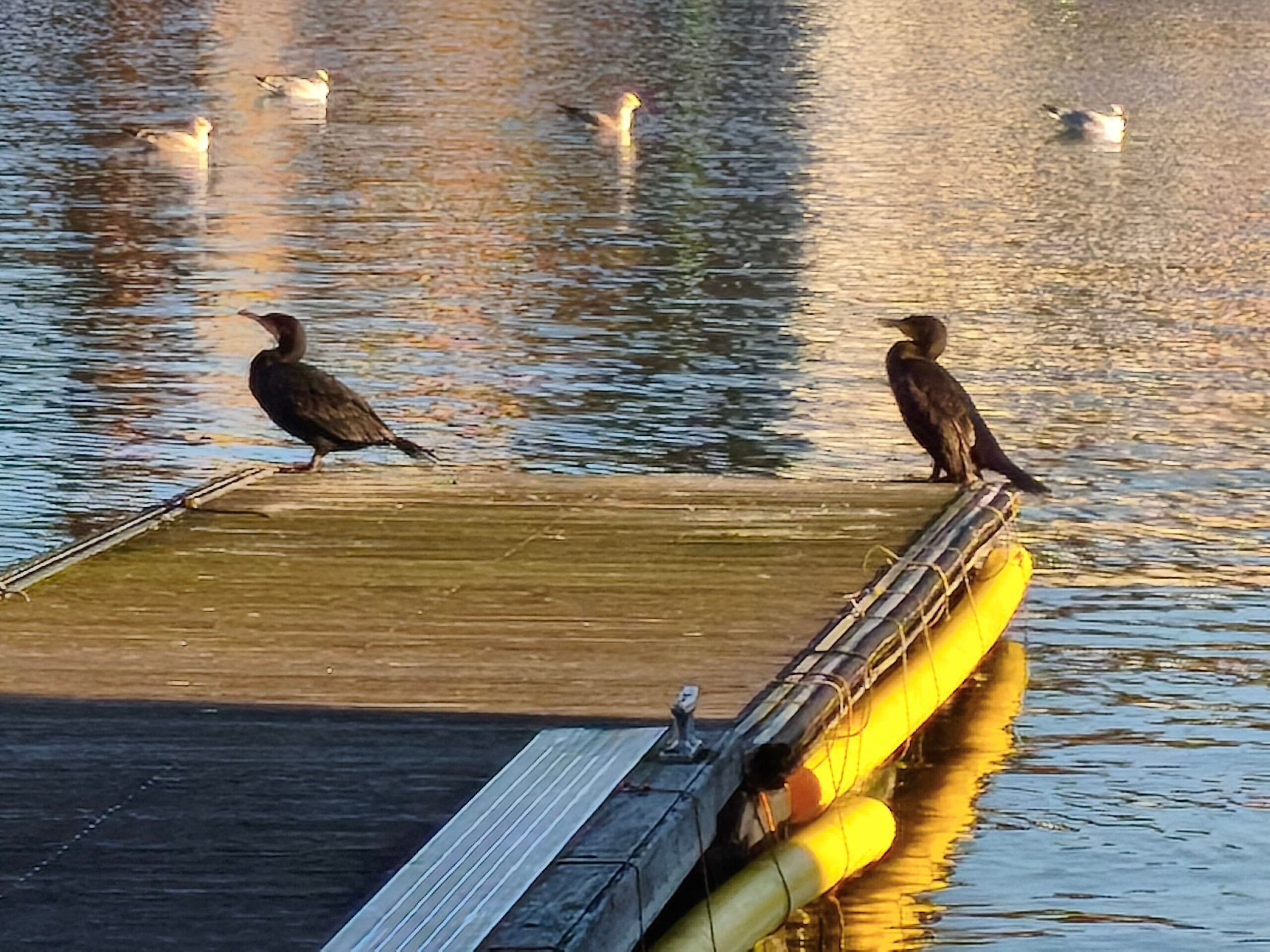 10x digital zoom of birds sitting on the edge of a dock in front of a river