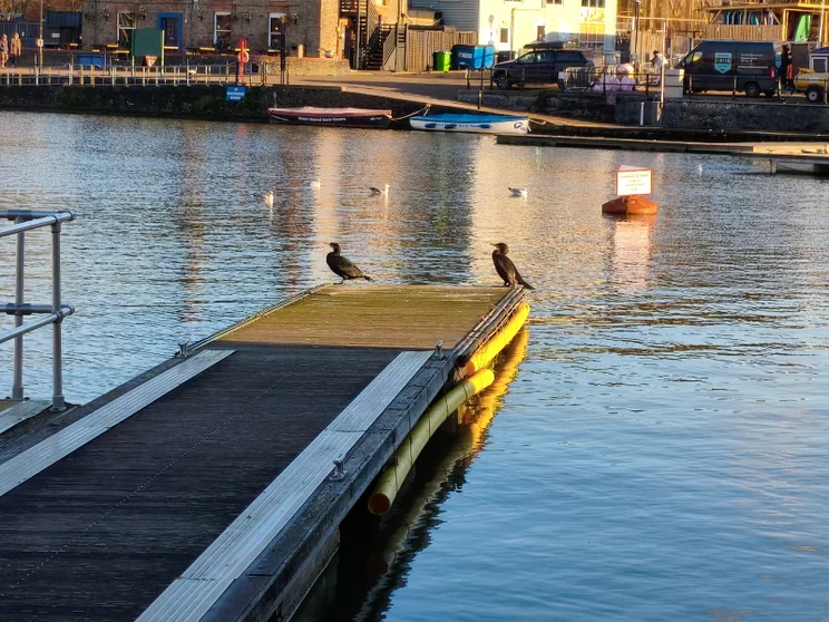 4x digital zoom of birds sitting on the edge of a dock in front of a river